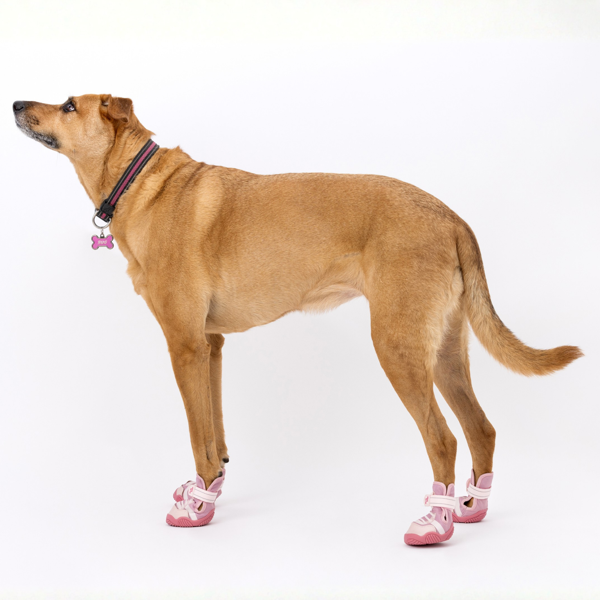The Kai All-Season Dog Sneaker by Paws by Kai