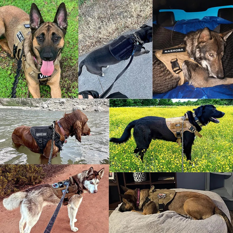 Puppy Stash Adventure Pro Harness + Leash Set