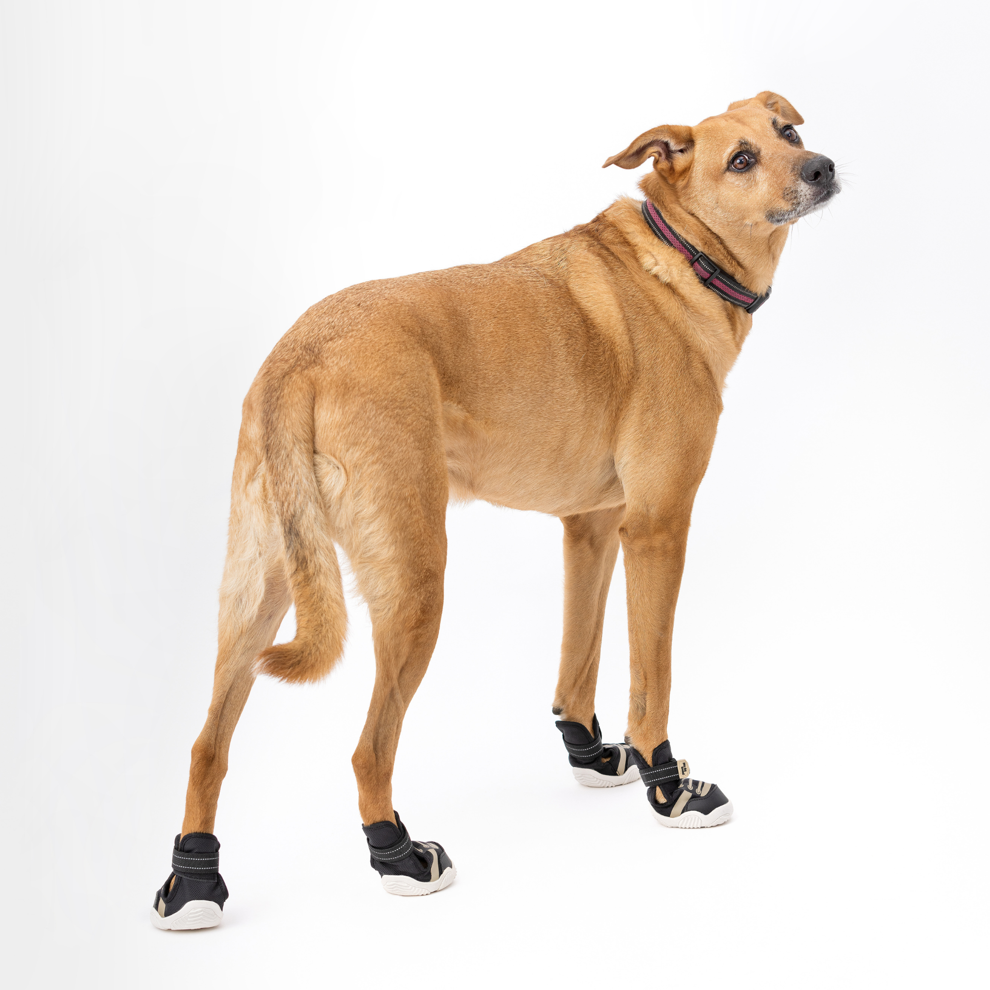 The Kai All-Season Dog Sneaker by Paws by Kai