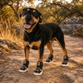 The Kai All-Season Dog Sneaker by Paws by Kai